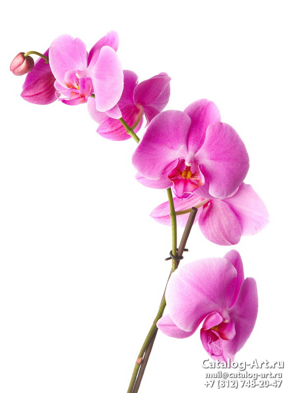 Pink orchids 15
